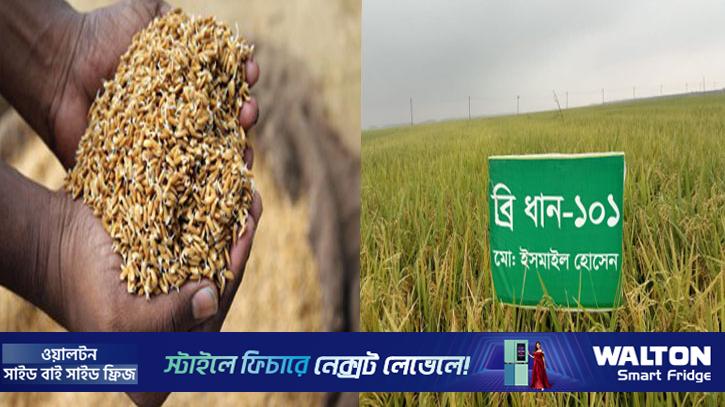 হাওরে আগাম বন্যা ঠেকাতে স্বল্পমেয়াদি বোরোধান চাষে সাফল্য