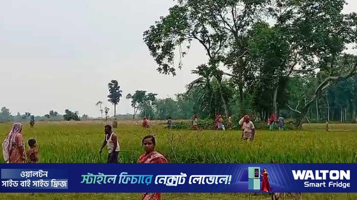 পাটগ্রাম সীমান্তে বিএসএফের গরু ধরে নিয়ে যাওয়ার চেষ্টা, উত্তেজনা
