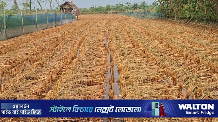 ২ মণ ধানের টাকায়ও মিলছে না শ্রমিক, বৃষ্টিতে বিপাকে কৃষক