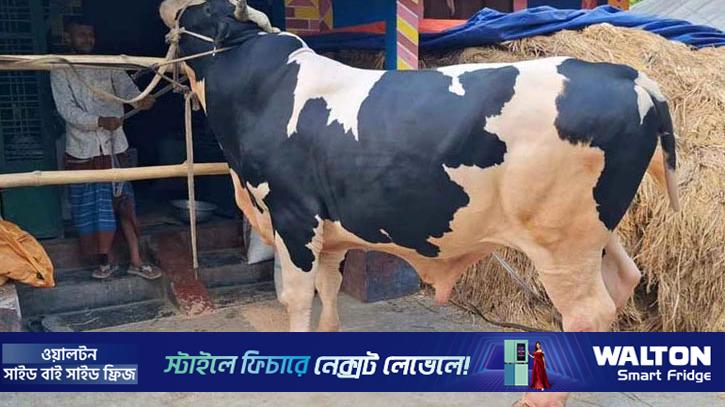 ‘বাহুবলীর’ দাম হাঁকা হচ্ছে ১০ লাখ টাকা 