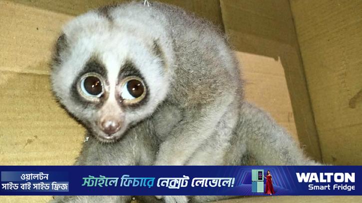 কাপ্তাইয়ে বিপন্ন লজ্জাবতী বানর উদ্ধার