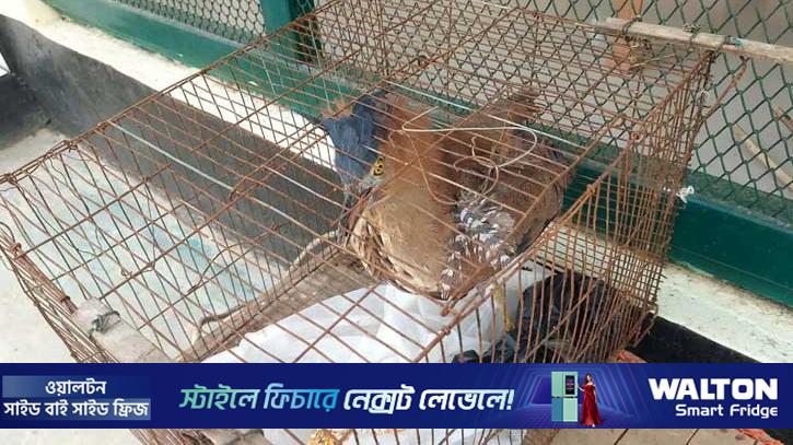 বিরল মালায়ন নাইট হিরোন পাখি উদ্ধার