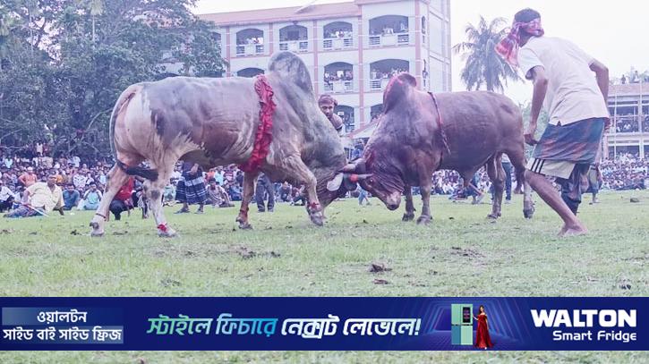 নড়াইলে ষাঁড়ের লড়াই উপভোগ করলেন হাজারো দর্শক