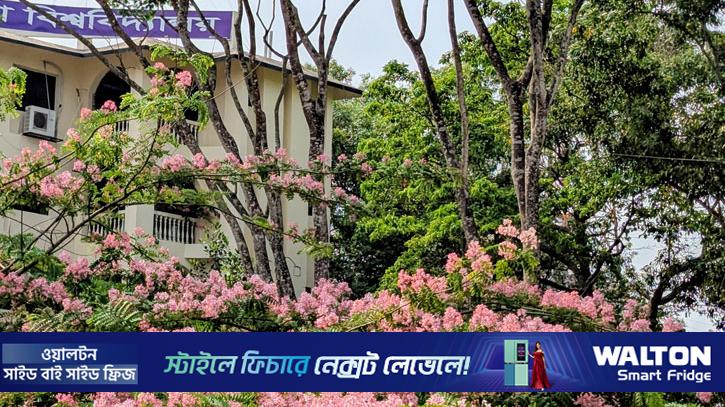 কুবিতে রোদে স্বস্তি ছড়ায় ক্যাসিয়া জাভানিকা