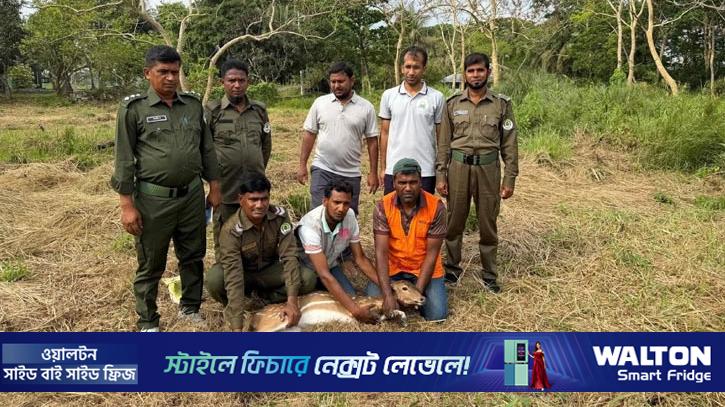 লোকালয়ে ঢুকে পড়া চিত্রা হরিণ উদ্ধার, সুন্দরবনে অবমুক্ত