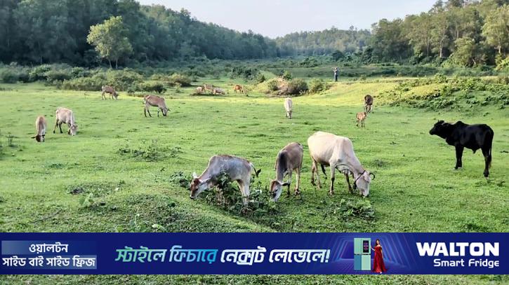 গারো পাহাড়ের গরুর চাহিদা থাকবে কোরবানি ঈদে 