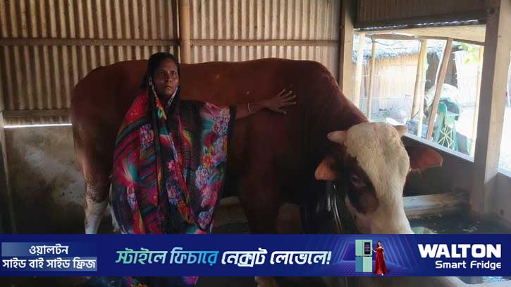৩০ মণের ‘রাজাবাবু’কে লোকজন দেখতে আসে 