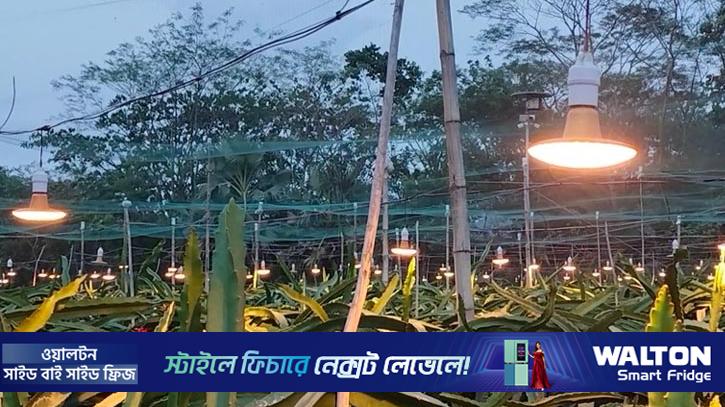 ড্রাগন চাষে সৌরভের বছরে আয় ২০ লাখ টাকা