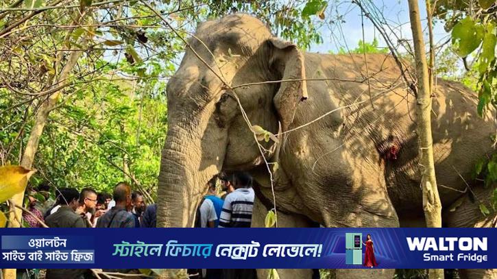 বয়স্ক হাতির মৃত্যু: সঙ্গীর পাহারায় কাছে ভিড়তে পারছে না কেউ