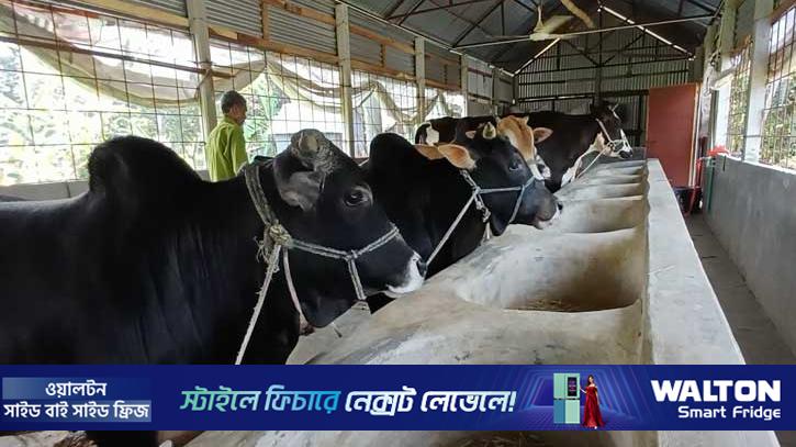 কিশোরগঞ্জে কোরবানির জন্য ২ লাখ পশু প্রস্তুত