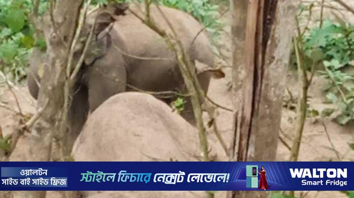 হাতির মৃত্যু, সঙ্গীর পাহারায় কাছে ভিড়তে পারছে না কর্মকর্তারা