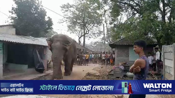 পশ্চিমবঙ্গে বিধানসভা নির্বাচনে ভোটারদের নিরাপত্তায় হাতি মোতায়েন