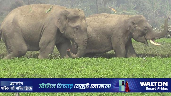 নেত্রকোণায় হাতির আক্রমণে প্রাণ গেল যুবকের
