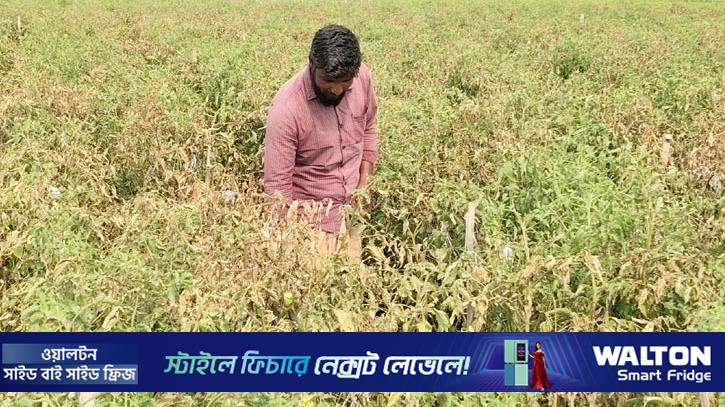 কৃষকের স্বপ্ন একরাতেই শেষ করে দিল দুর্বৃত্তরা