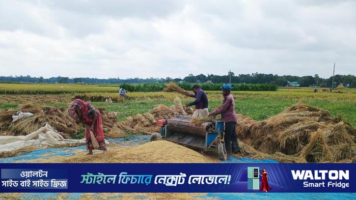 ‌‘ধানে লাভ নেই, আসে শুধু খাওয়ার যোগান’ 