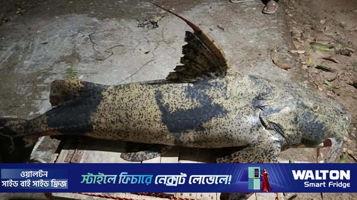 কর্ণফুলী নদীতে মিলল মহাবিপন্ন বাঘা আইড়