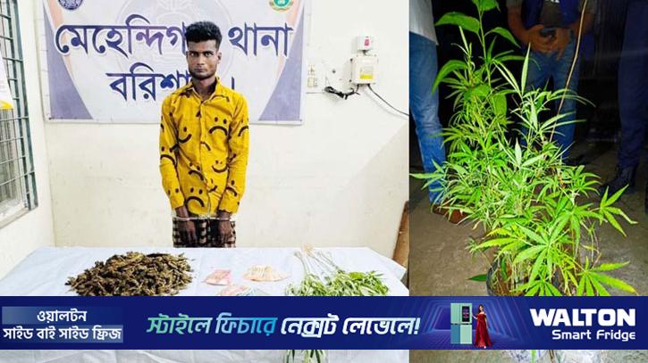 টবের মধ্যে গাঁজা চাষ, অতঃপর...