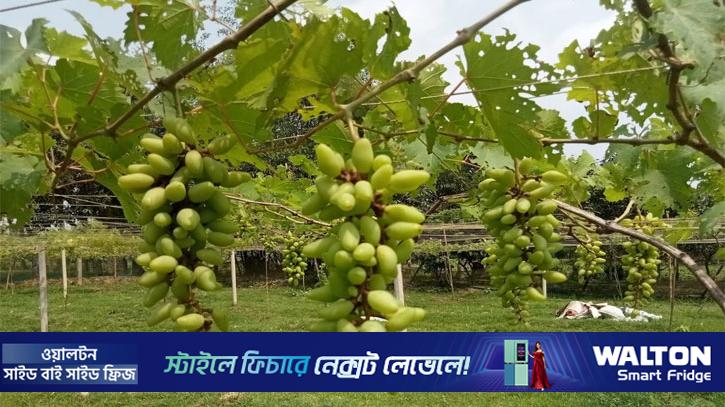 গাজীপুরে আঙ্গুর চাষে নতুন সম্ভাবনা