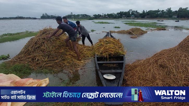 বৃষ্টি ও পাহাড়ি ঢলের পানিতে তলিয়েছে সুনামগঞ্জের হাওরের ধান
