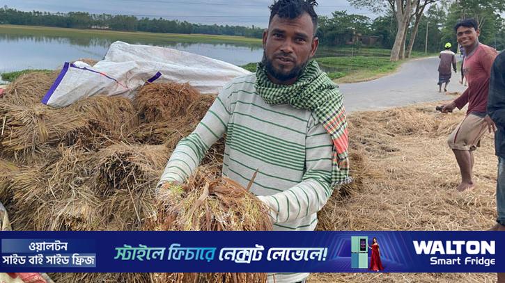 মৌলভীবাজারের হাওরে ৫০ কোটি টাকার ধান নষ্ট 