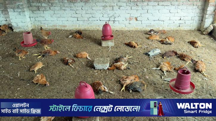 জমি নিয়ে বিরোধে ৫০০ মুরগি হত্যার অভিযোগ