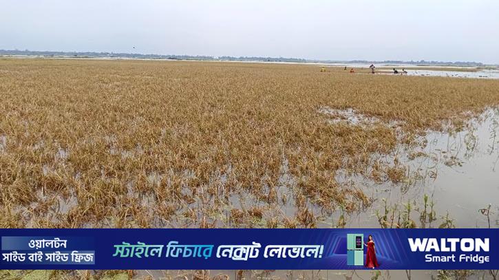 ব্রাহ্মণবাড়িয়ায় হাওরের ৩০০ হেক্টর জমির ধান পানির নিচে 