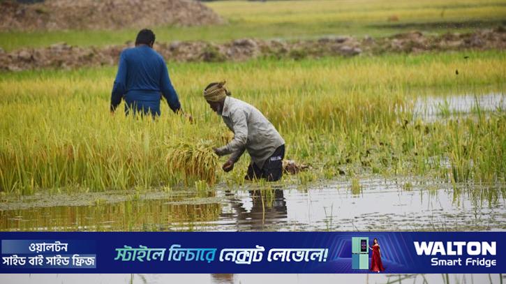 পাহাড়ি ঢলে তলিয়ে গেল কাউয়াদিঘি হাওরের ধান