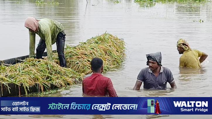 ‘এক মুঠো ধানও ঘরে তুলতে পারব না’