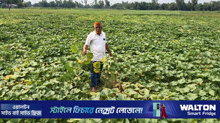৬০ একর ক্ষেতে ধরেনি মিষ্টি কুমড়া, বড় ক্ষতির মুখে কৃষক