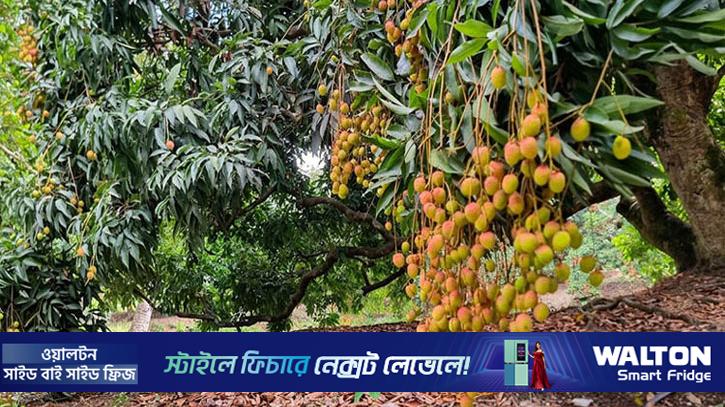 নড়াইলের পঙ্কবিলা গ্রাম ‘লিচুর গ্রাম’ হিসেবে পরিচিতি