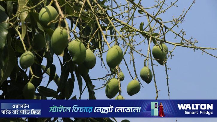 রাজশাহী অঞ্চলে ১১ হাজার কোটি টাকার আম উৎপাদনের লক্ষ্য