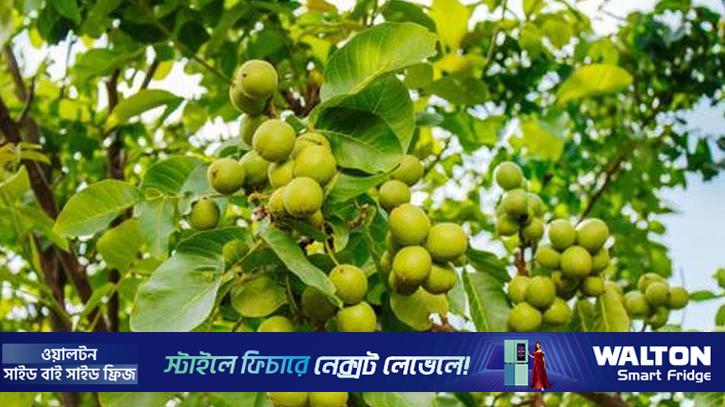 সমুদ্রসৈকতের রক্ষক বিষাক্ত ‘ম্যানচিনিল’ গাছ
