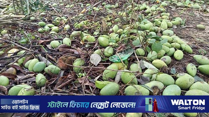 খাগড়াছড়িতে ঝড়-বৃষ্টিতে আম-ধানের ব্যাপক ক্ষতি