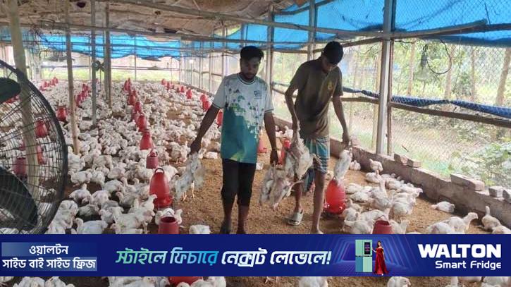 ঠাকুরগাঁওয়ে পোল্ট্রি ফার্মে বিষ প্রয়োগ, ৩০০০ মুরগির মৃত্যু