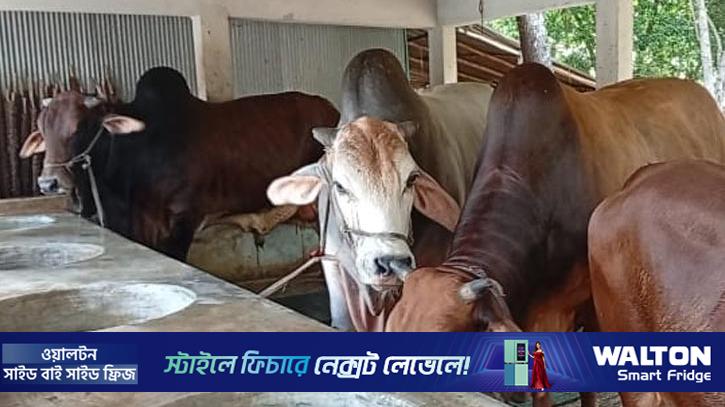 নড়াইলে প্রস্তুত ৪৫৪৯৭ গবাদি পশু