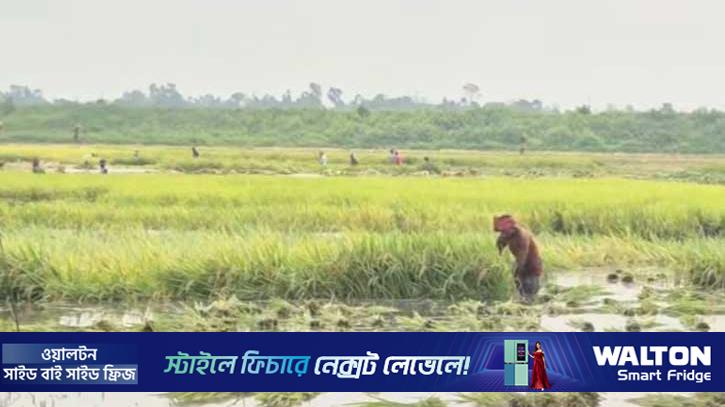 গাজীপুরে ডুবছে শত শত বিঘা আধা পাকা ধান