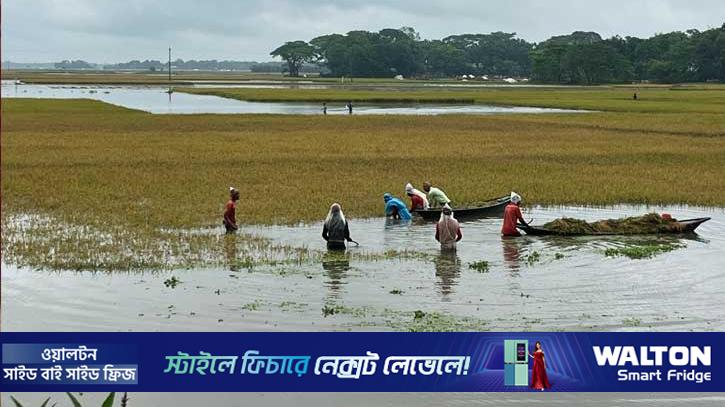 নেত্রকোণায় ৯৫৬৫ হেক্টর ধানক্ষেত পানিতে প্লাবিত 