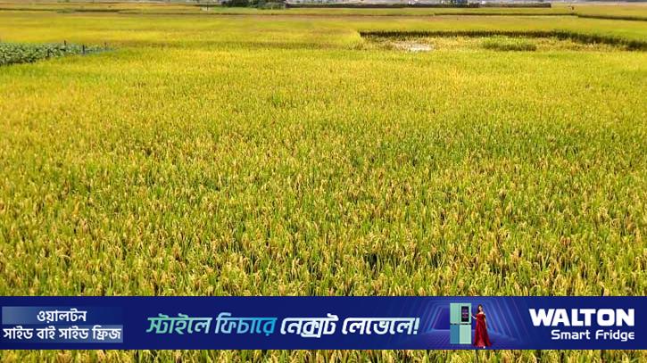 শেরপুরে ডিজেল সংকটে ১২৫ হারভেস্টার বন্ধ, কৃষক বিপাকে 