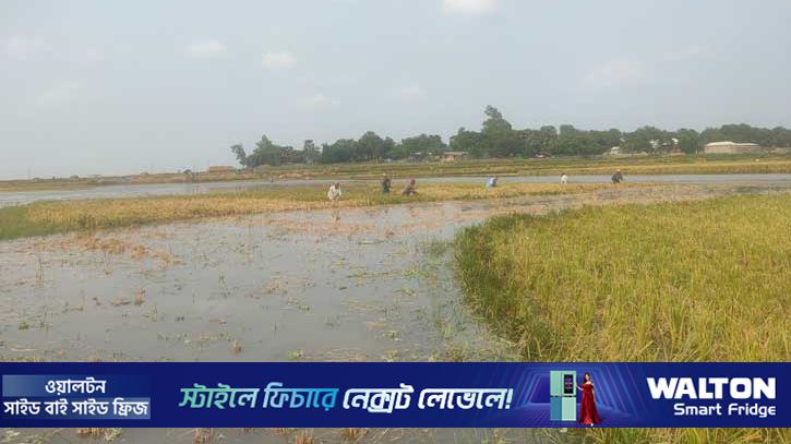 চাঁপাইনবাবগঞ্জে ৪৪৮ বিঘা ধানের ক্ষেত প্লাবিত