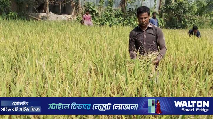 লালমনিরহাটে ‘ব্রি-১০৮’ জাতের ধান চাষে ঝুঁকছে কৃষক