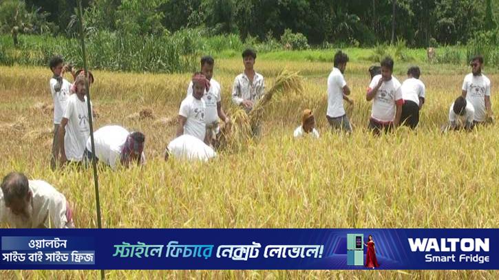 গোপালগঞ্জে কৃষকের ধান কেটে দিল পৌর ছাত্রদলের নেতাকর্মীরা