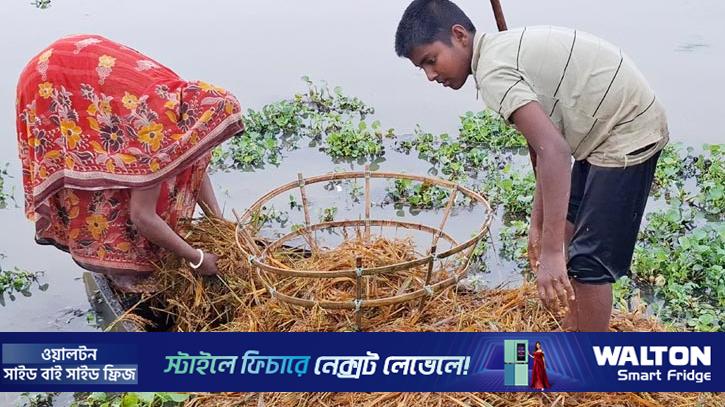 হবিগঞ্জে বন্যায় বোরো ধানের ৪৭৬ কোটি টাকার ক্ষতি