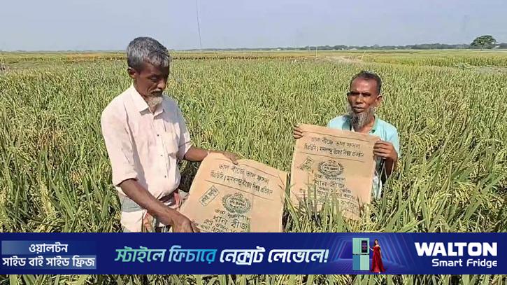 মিশ্রণ বীজে ধান চাষ, বিপাকে হাওরের কৃষক