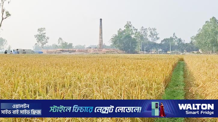 ইটভাটার ধোঁয়ায় পুড়ল ধান, টাঙ্গাইলে অর্ধ কোটি টাকার ক্ষতি