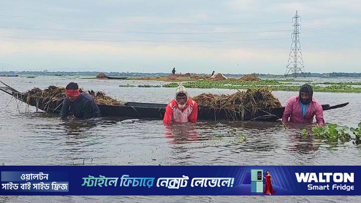 হাওরে ডুবছে ধান, কৃষকের আর্তনাদ