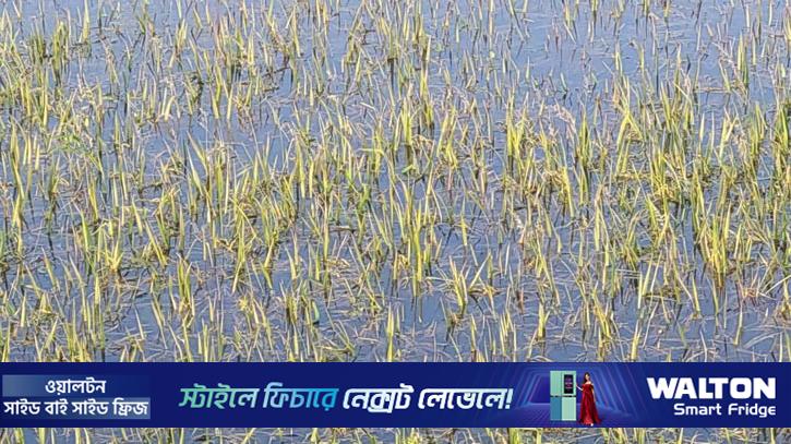 সুনামগঞ্জ হাওরে ১৮ হাজার হেক্টর জমির ধান ক্ষতিগ্রস্ত