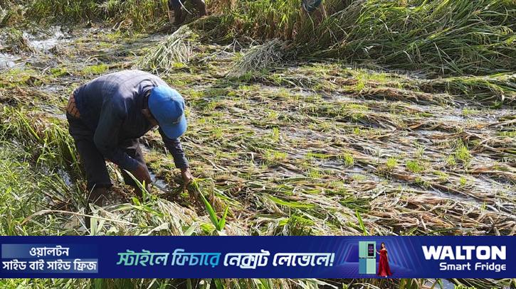 বাগেরহাটে চারা গজিয়েছে পাকা ধানে, লোকসানে কৃষক 