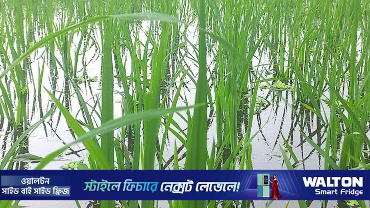 বৃষ্টিতে উত্তরাঞ্চলে বোরো সেচে শত কোটি টাকা সাশ্রয়