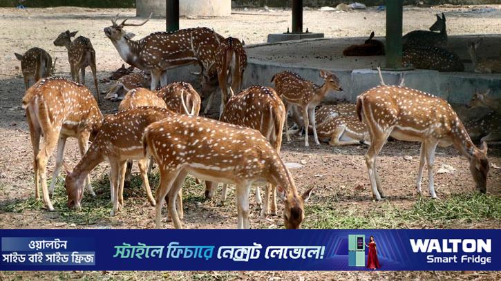 পরিবর্তন হচ্ছে রাজশাহী বোটানিক্যাল গার্ডেনের নাম, বিক্রি হবে হরিণ