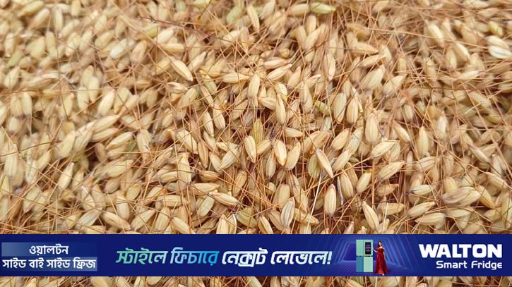 বিলুপ্তির পথে জিআই সনদপ্রাপ্ত  ধান ‘রাতাবোরো’